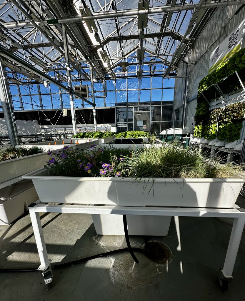 Experimental hydroponic station with plants growing inside greenhouse at CSU Spur campus