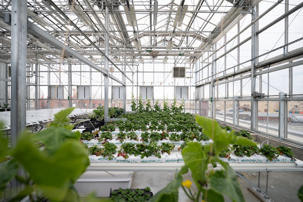 Terra Greenhouse plants growing in hydroponics